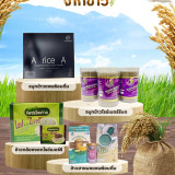 วว. นำเสนอนวัตกรรมเพิ่มมูลค่า “ข้าว” ภายใต้ ครม. สัญจร จังหว ... Image 3